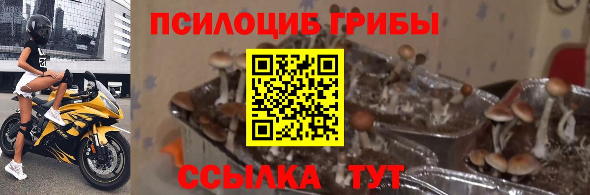 Галлюциногенные грибы Magic Shrooms  Вход с VPN  Галлюциногенные грибы Cubensis  Чернушка 